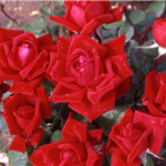 LOVING MEMORY (hybrid tea)